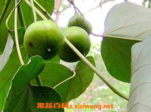 油桐籽的药用功效及常见用法