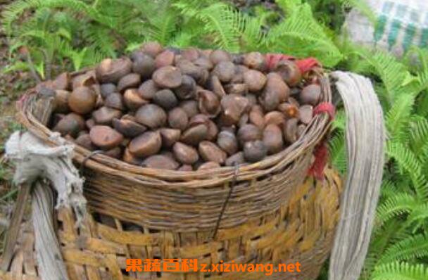 茶籽壳煲水有什么作用 茶籽壳煲水的功效与作用