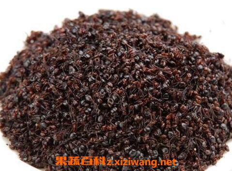 玳瑁的功效与作用及药用价值