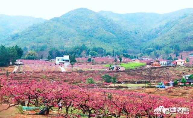 2月底3月初广东多地举办桃花节,各地的桃花节都有什么特色?