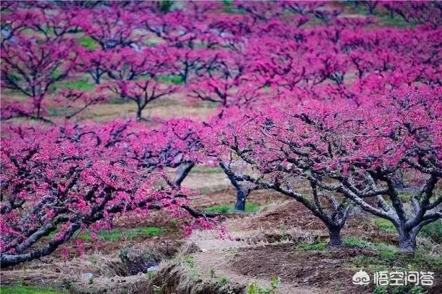 2月底3月初广东多地举办桃花节,各地的桃花节都有什么特色?