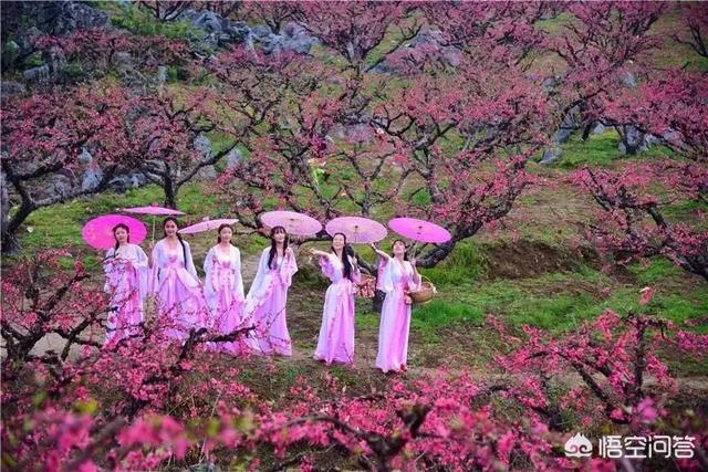 2月底3月初广东多地举办桃花节,各地的桃花节都有什么特色?