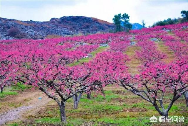 2月底3月初广东多地举办桃花节,各地的桃花节都有什么特色?