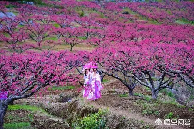 2月底3月初广东多地举办桃花节,各地的桃花节都有什么特色?