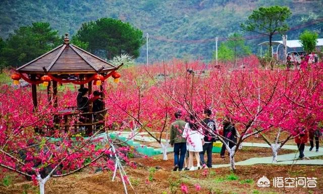 2月底3月初广东多地举办桃花节,各地的桃花节都有什么特色?