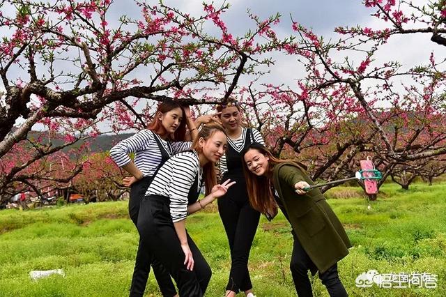 2月底3月初广东多地举办桃花节,各地的桃花节都有什么特色?