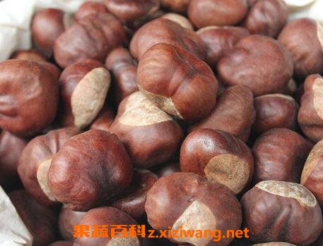 梭罗果的药用价值与功效