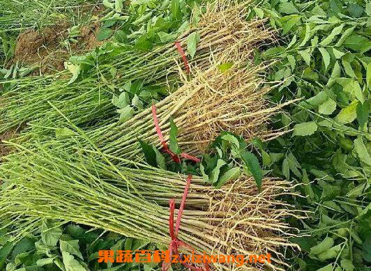 山豆根和北豆根的区别