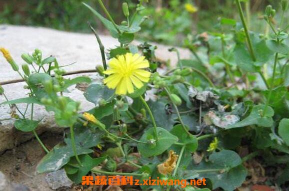 蒲公英的药用价值有哪些 蒲公英的药用价值