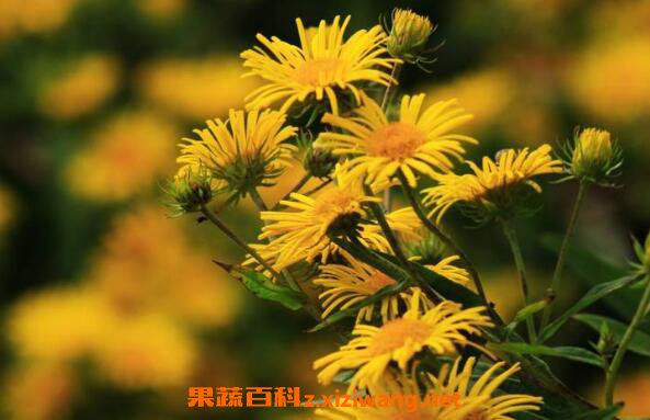 旋覆花的功效与作用 旋覆花的常见用法