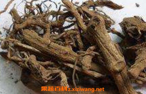 野胡椒根的功效与作用及药用价值