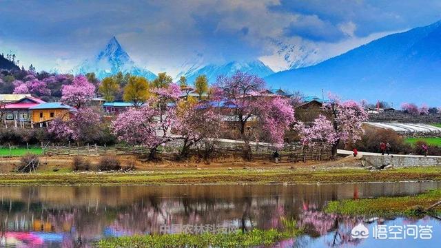 三月西藏林芝桃花节,去哪儿看最好?