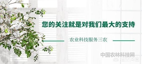 三月西藏林芝桃花节,去哪儿看最好?