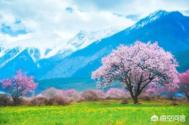 三月西藏林芝桃花节,去哪儿看最好?