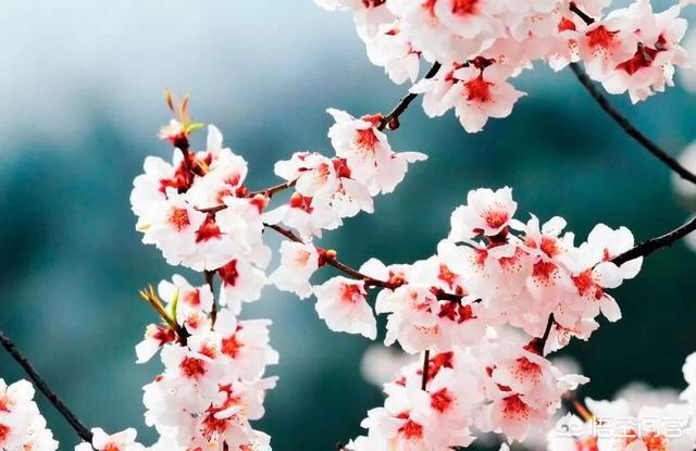 三月西藏林芝桃花节,去哪儿看最好?
