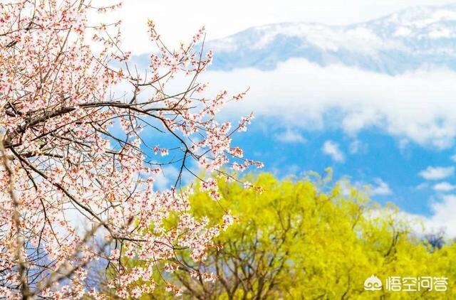 三月西藏林芝桃花节,去哪儿看最好?