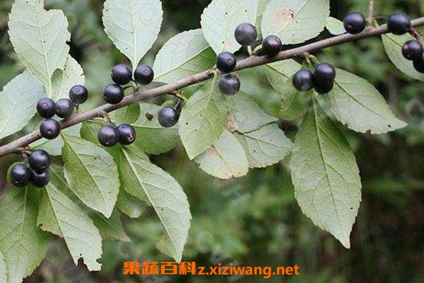 称星木根的功效与作用 称星树根的禁忌