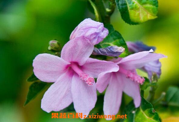 桃金娘根的功效与作用 桃金娘根的药用价值
