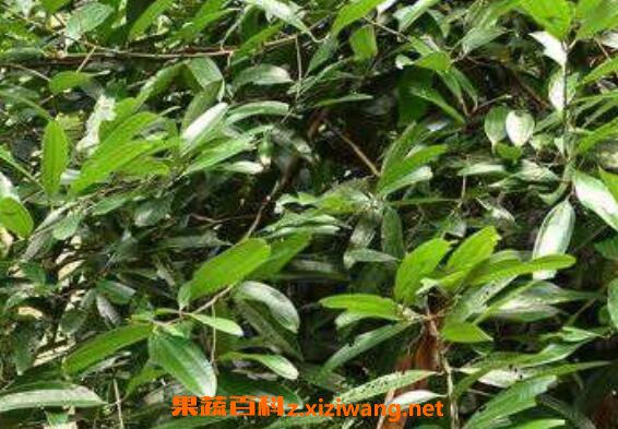 南非叶的功效与作用 南非叶的药用价值