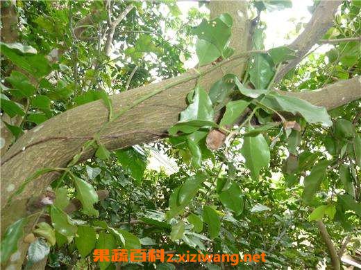 黄皮寄生的功效与作用 黄皮寄生的药用价值