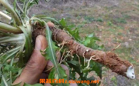 蒲公英根怎么腌制 蒲公英咸菜怎么腌好吃