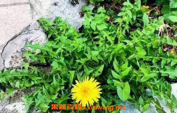蒲公英根怎么腌制 蒲公英咸菜怎么腌好吃