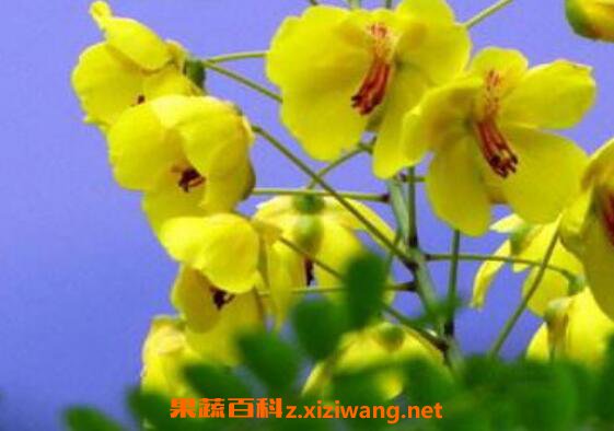 云实树的功效与作用 云实树的药用功效