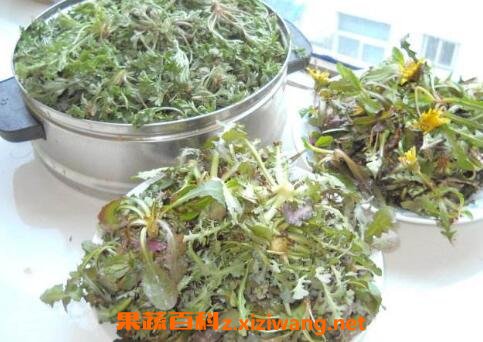 蒲公英的药用价值有哪些 蒲公英的药用功效