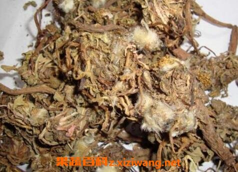 蒲公英的药用价值有哪些 蒲公英的药用功效