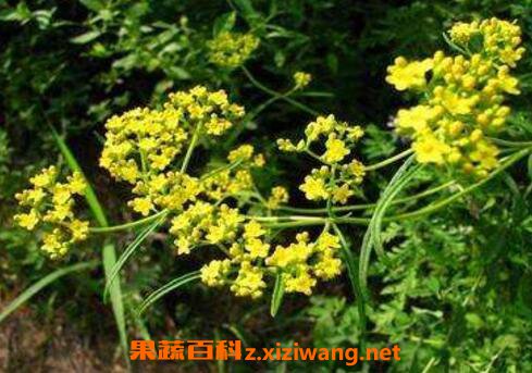 柴胡的功效与作用及临床应用
