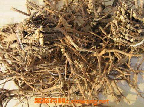 柴胡的功效与作用及临床应用