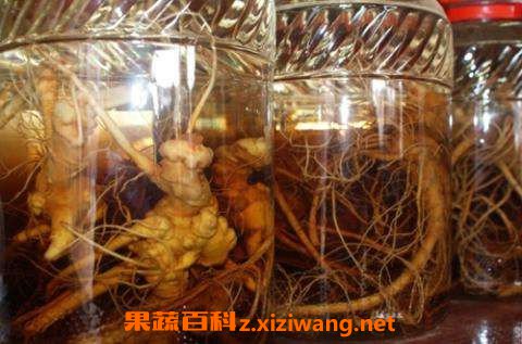 三七泡酒的功效与作用 三七泡酒的危害