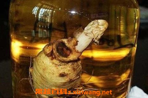 三七泡酒的功效与作用 三七泡酒的危害