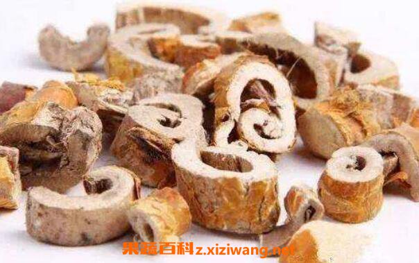 桑树皮的功效与作用 桑树皮的药用价值