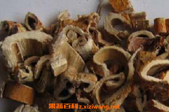 桑树皮的功效与作用 桑树皮的药用价值