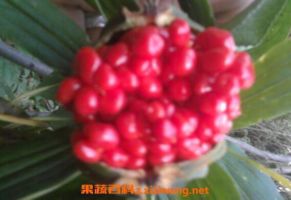 蟲螻的功效與作用 蟲螻的的藥用價值 能抗癌
