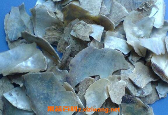 石决明的功效与作用及药用价值