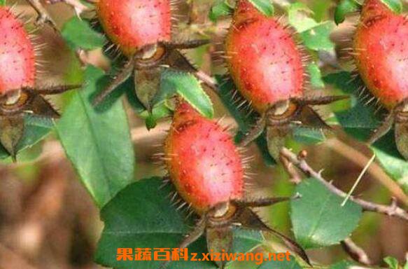 羊奶树根的功效与作用 羊奶树根的药用价值