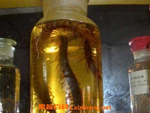 百脚虫泡酒的功效与作用