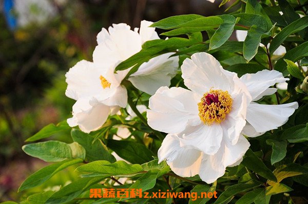 白芍药的功效与作用 白芍药的药用价值