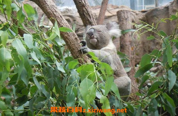 考拉为什么只吃桉树叶 考拉吃桉树叶中毒吗