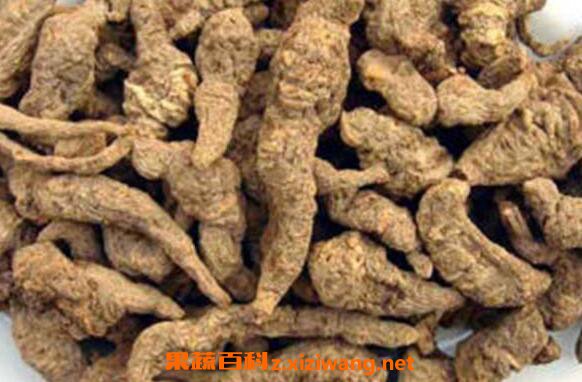 生地黄的功效与作用 生地黄怎么吃