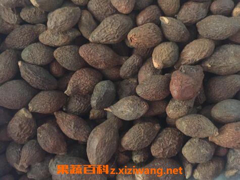 胖大海的功效与作用及常见用法