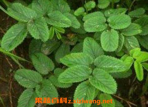 生地榆的功效与作用