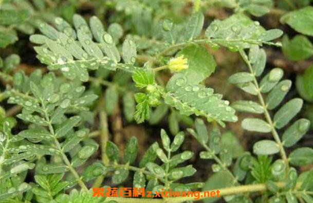 刺蒺藜的功效与作用及药用价值
