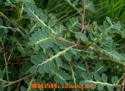 醉仙草有什么功效 醉仙草能治什么病