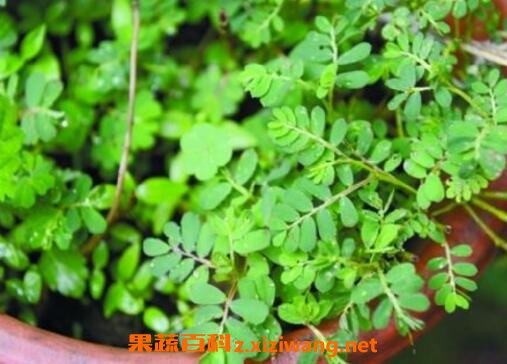 醉仙草有什么功效 醉仙草能治什么病