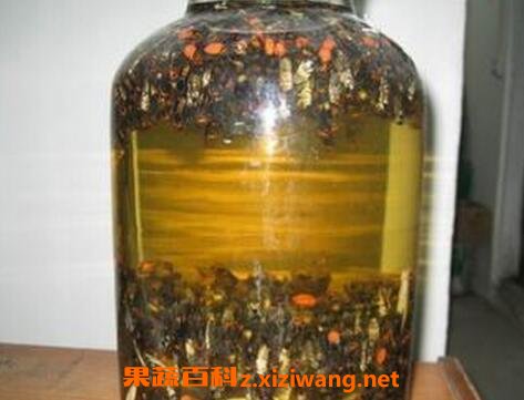 白酒泡蜂虫的功效与作用