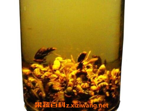 白酒泡蜂虫的功效与作用