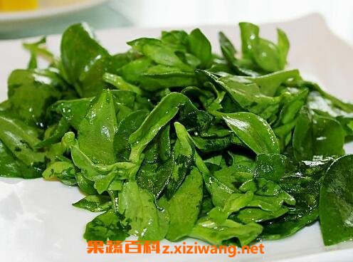 穿心莲的功效与作用及食用方法